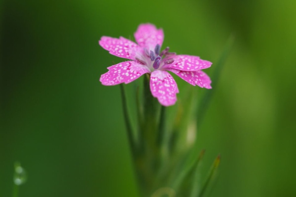 おもひぐさ 16年06月