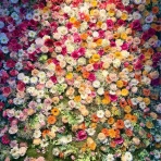 FT手術を経て妊娠。その後流産。体外受精へステップアップ