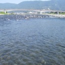 久し振りに足柄大橋で、