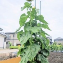 お盆に思う 「親孝行をしただろうか？」