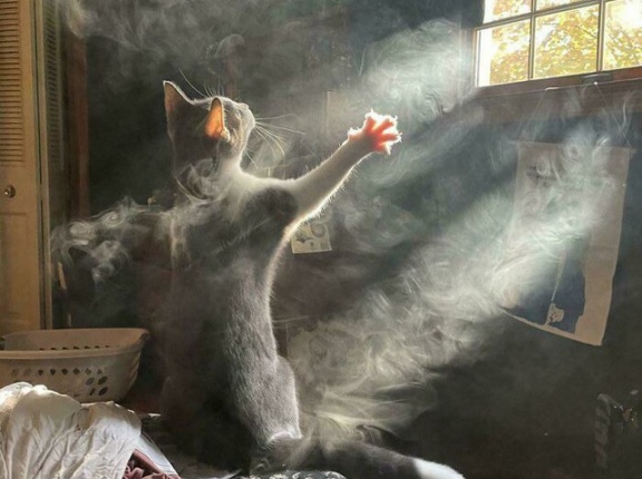 外国人「ドラマチックすぎるペットの写真を集めてみたｗｗｗｗ」