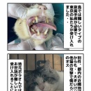 デカいシャー猫２匹 保護