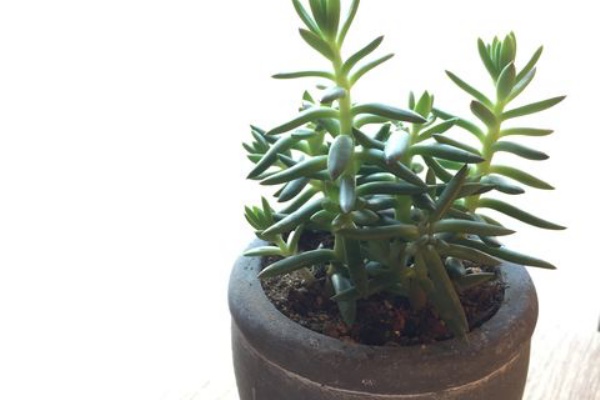 カメレオン セダム属 の育て方 多肉図鑑 ママゴンの多肉観察日記