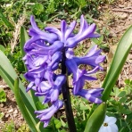 四つ葉のくまさんの癒しのお花、時々お料理日記