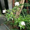 やっとクチナシの花が咲きました