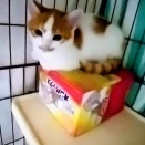 山あいの集落からの多頭飼育相談