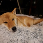 柴わんこと暮らす日々