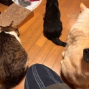 暑さで免疫力が落ちる猫たち