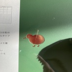 きゅるきゅるインコの日記