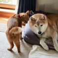 犬に遊んでもらえない猫