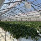 いちご狩りに見たシステマティック農園