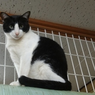 公園のネコたち