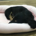 わんちゃんの紹介🐶