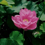 『2025.7「珍!? 双頭蓮?? ➂ 宗治蓮」/ 岡山市北区高松』の画像