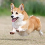 わんわんアイランド淡路島