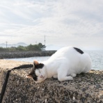 猫写真家・沖 昌之のブログ　野良ねこちゃんねる。　