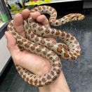 ヘビ　新入荷！国内飼い込み個体＋ネシアやトーゴなど！