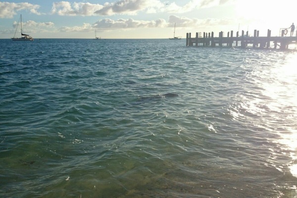 Yukan Blog ゆーかん日記 オーストラリア