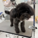 ぽぽちゃんシャンプーカット🧸