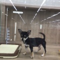 チワワ