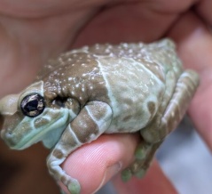 レオパどっさり！！新着さん！！