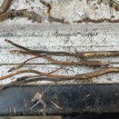 ねずみ　分電盤交換　2