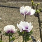 きよひめの気ままにロザリアン