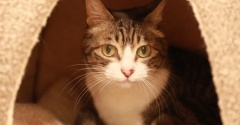 テントベッドから出ない猫。