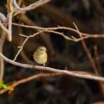 カメラ大好きおやじの野鳥と自然風景フォトアルバム