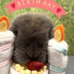 うさぎブログ　うさぎのしっぽ公式ブログ「日々しっぽ」