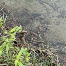 オオウナギ Anguilla marmorata