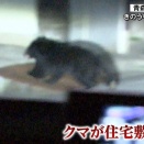 「本当にどうにかして」住宅敷地内にクマ侵入…青森市中心部で目撃相次ぎ「緊急銃猟」移行も検討