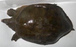 愛知三河の鮎・アマゴ・レインボー・うなぎ・スッポン他