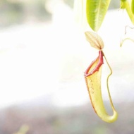 植物園で、写真の原点に立ち返った話（＆お知らせ）