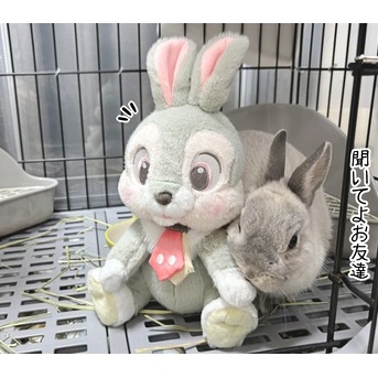 うさぎのルリ(1/18追記)