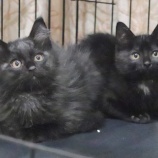 『【里親募集中】黒猫の子猫たち』の画像