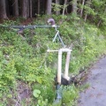 サンショウ畑でつかまえて