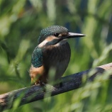 『雛・見っけ！』の画像