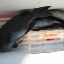 今日の釣果写真