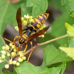 にほんのニュース
