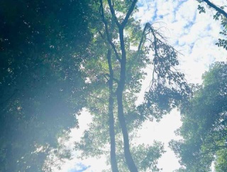 小３　8歳　娘の毎日　このまま伸び伸び明るく育ってね