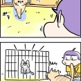 我が家の猫ズの近況