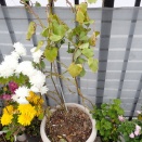 嬉しい「サツマイモ」の収穫です！！！