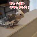 水待ちのクスィー