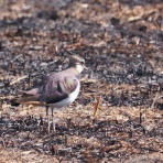 野鳥は可愛い♪ ２