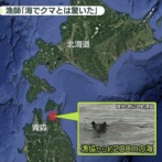 【衝撃】津軽海峡を泳いでいたクマ、青森まで200mのところで射殺