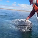 お掃除係としてクジラの信頼を得た男