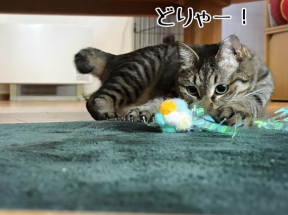 じゃらしで遊べるようになった彩ちゃん