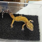 『２月１６日爬虫類入荷情報』の画像