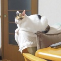 デジスマ予約